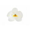 Storczyk waflowy kwiat biały do dekoracji 10 szt